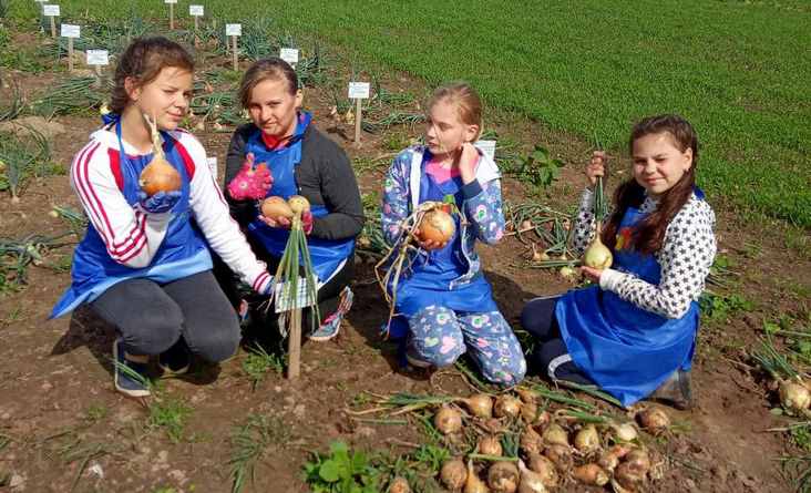 У Параф’янаўскай СШ умеюць вырошчваць цыбулю. 