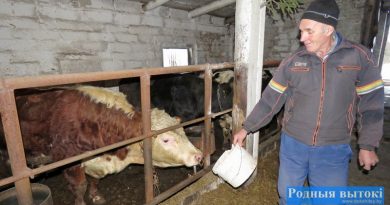 Доверие быка заслужить нелегко, утверждает оператор по доращиванию КРС Антон Гайкович.