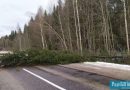 В Докшицком районе из-за сильного ветра на дорогу упало дерево