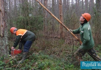 Бегомльский лесхоз предлагает участки в Докшицком районе для самозаготовки дров