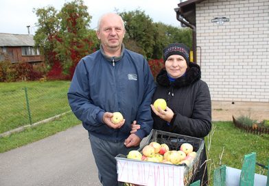 Большой урожай яблок: необычное решение нашла семейная пара из Докшиц