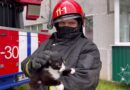В Докшицах помощь спасателей понадобилась коту