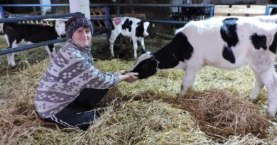 Аператар па вырошчванні маладняку МТФ “Сітцы” Алена Майсіевіч са сваімі гадаванцамі.