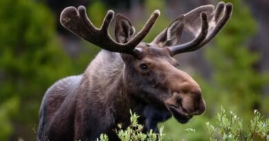 6110b85128000042b1704176