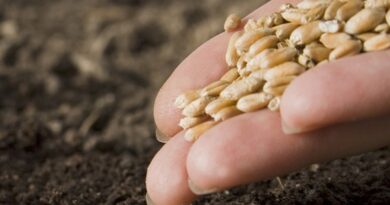 зерно семена