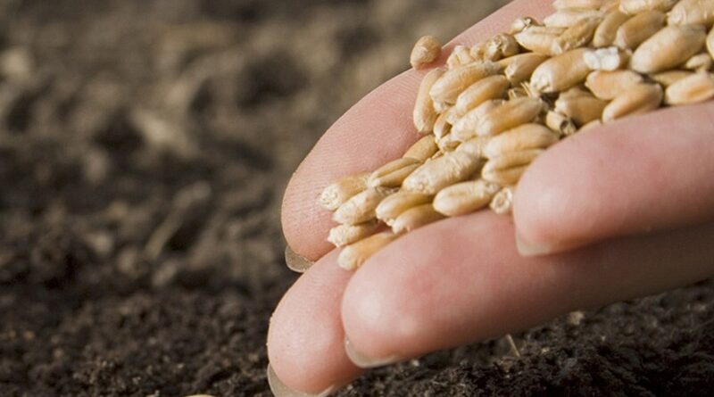 зерно семена