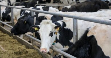 e88c9d3e9f9ced6448bde3a454349c5b