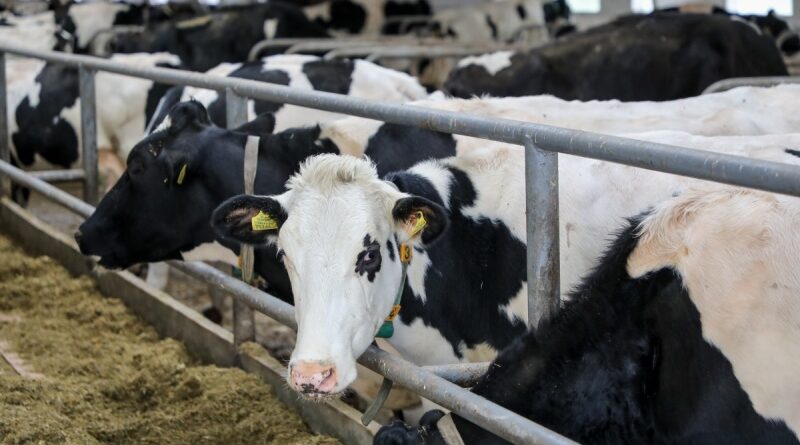 e88c9d3e9f9ced6448bde3a454349c5b