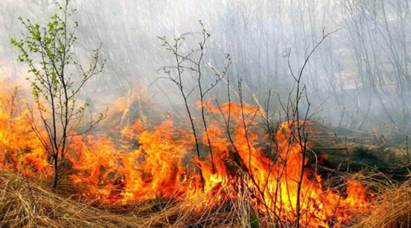 gorenie_sukhojj_travy с