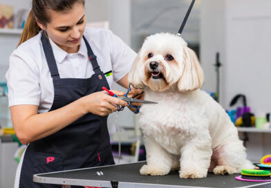Грумерам и прядильщикам присвоят разряды. Минтруда утвердило шесть профстандартов