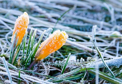 Заморозки возвращаются в Беларусь. Объявлено штормовое предупреждение на 24 апреля