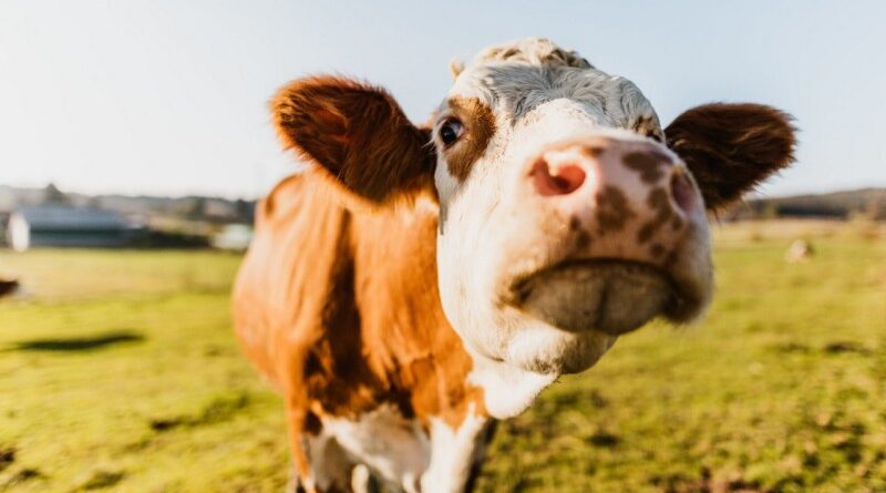 Close-up of curios cow at dairy farm against sky