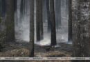 В Беларуси за прошлую неделю потушили 32 лесных пожара